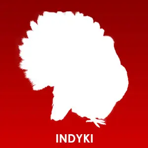 Indyki