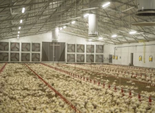 System wentylacji kurników - widok na wentylator kominowy