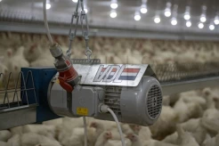 Łańcuchowy/pełzakowy  system karmienia dla stada rodzicielskie z gniazdami do zbioru jaj wylęgowych kosze zasypowe dla kur niosek oraz kosz zasypowy dla kogów system MATRIX