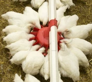 Odchowu niosek reprodukcja  -  nioski przy karmidle