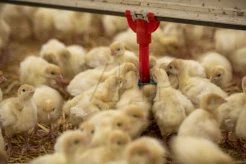 System pojenia dla indyków - system kubkowo - miseczkowy  pojenia dla indyków z nipplem wysoko wydajnym w przepływ wody 